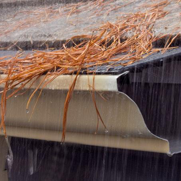 Pine Needles Keep Out of Raindrop Gutter Guards