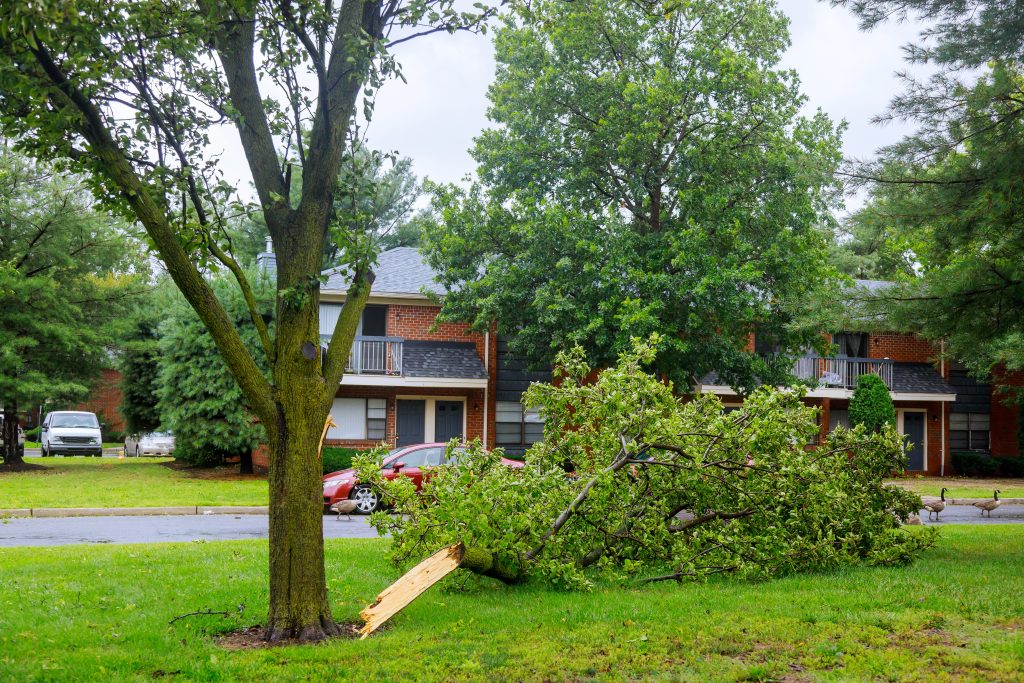 fallen tree after storm in suburban neighborhood 2026 01 09 08 09 09 utc